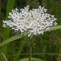 Wildflower Wild Carrot